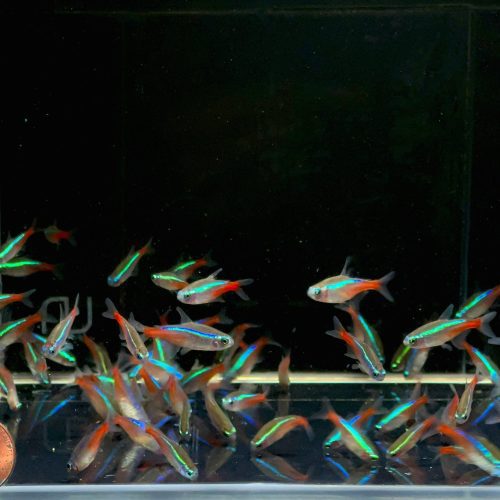 neon tetra size ml 119130