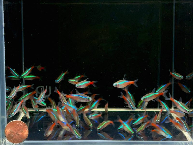 neon tetra size ml 119130