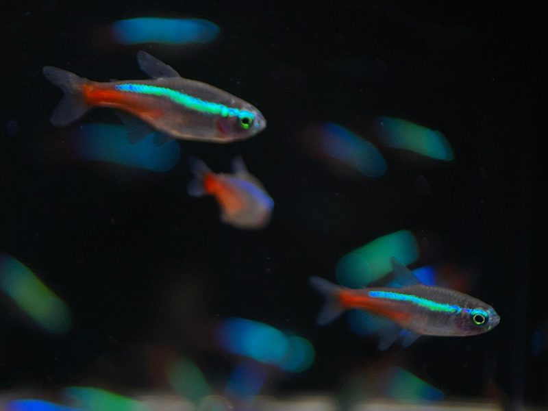 neon tetra size ml 304826