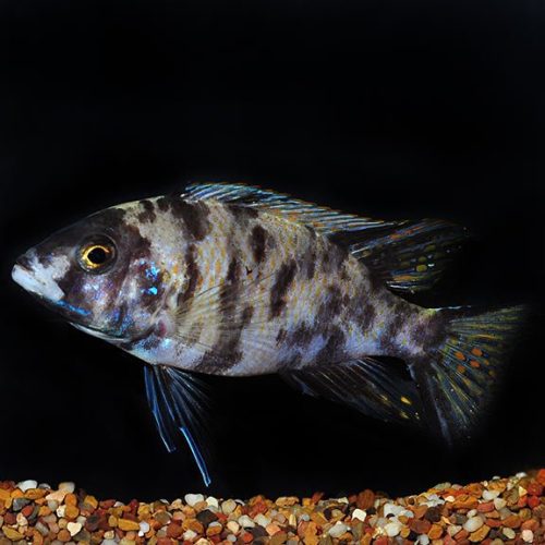 orange blotched peacock cichlid 789157