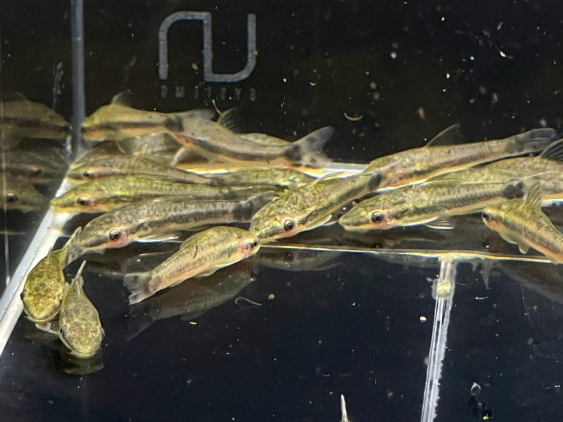 otocinclus 104592