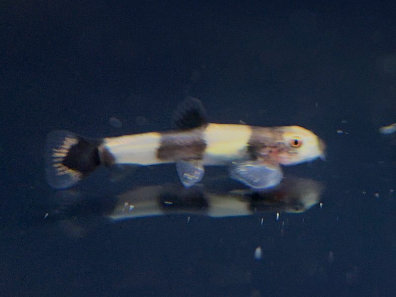 panda loach 362579