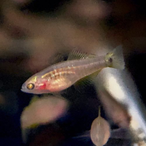 peacock gudgeon 418915