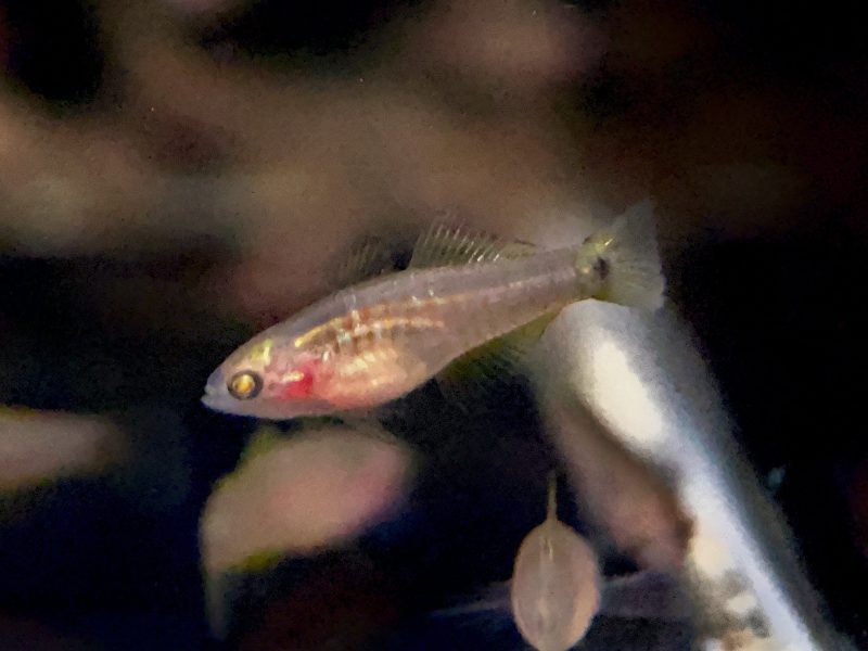 peacock gudgeon 418915