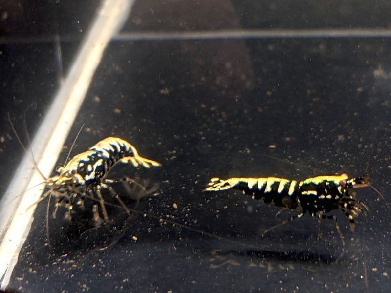 pinto galaxy fishbone black shrimp grade a 242503