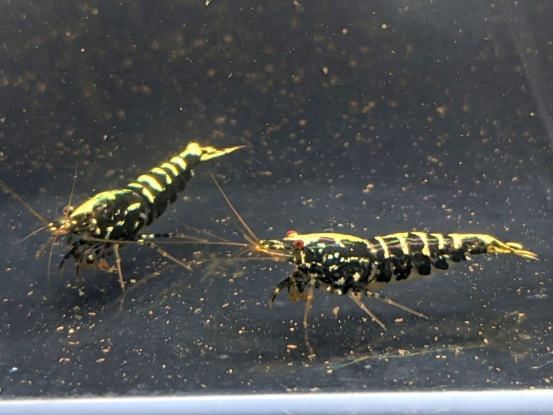 pinto galaxy zebra black shrimp grade a 148784