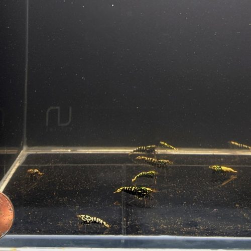 pinto galaxy zebra black shrimp grade a 825139