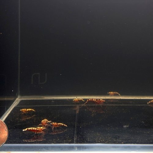 pinto galaxy zebra red shrimp grade a 671036