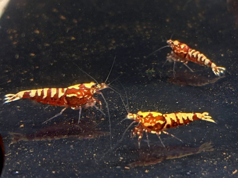 pinto galaxy zebra red shrimp grade a 869680