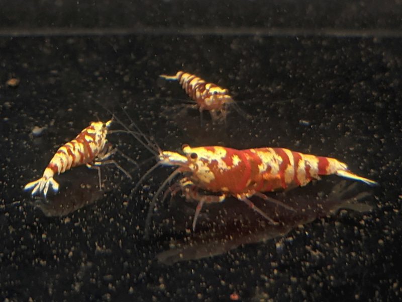 pinto tiger red shrimp grade a 428908