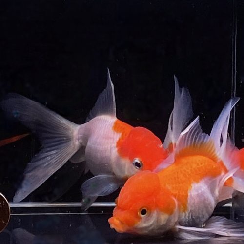 red and white oranda goldfish 375 204117