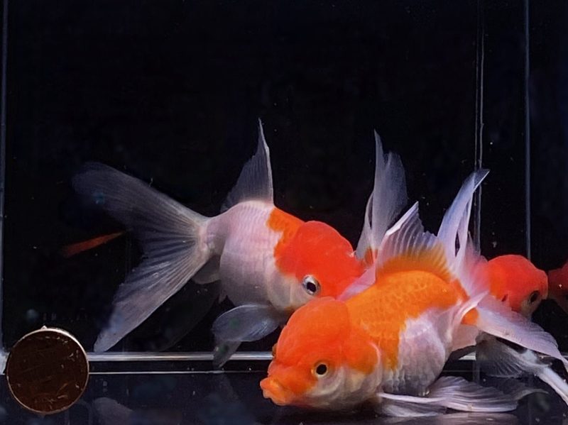 red and white oranda goldfish 375 204117