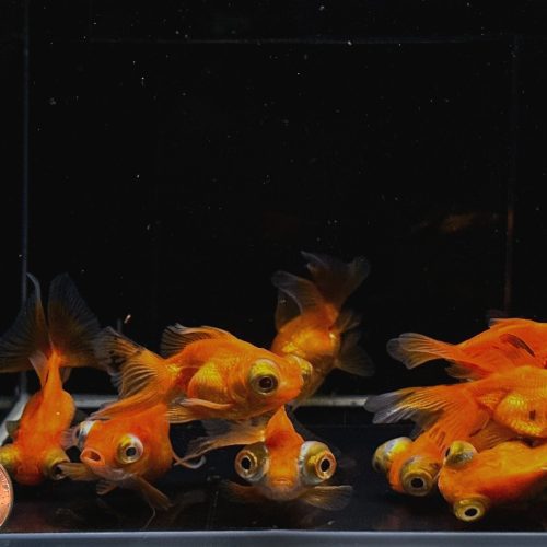 red butterfly tail goldfish 2 25 339250