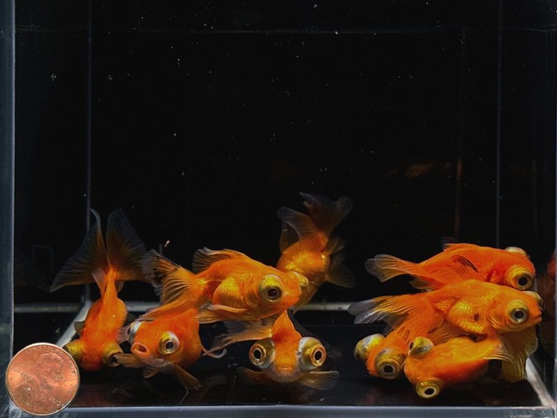 red butterfly tail goldfish 2 25 339250