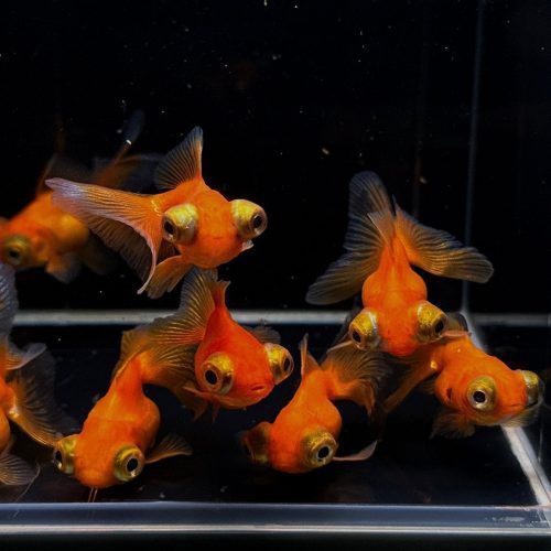 red butterfly tail goldfish 2 25 876277