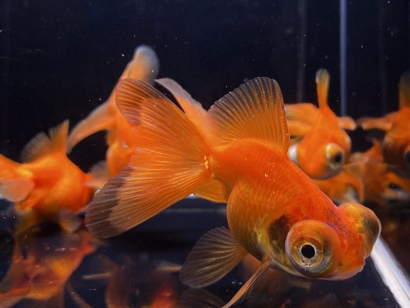 red butterfly tail goldfish 2 25 942485