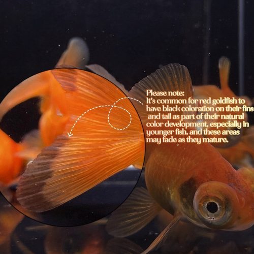 red butterfly tail goldfish 3 749116