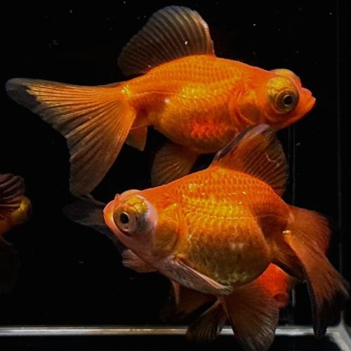 red butterfly tail goldfish 3 816878