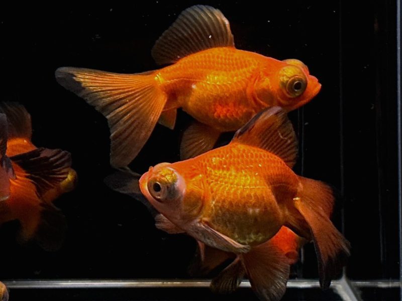 red butterfly tail goldfish 3 816878