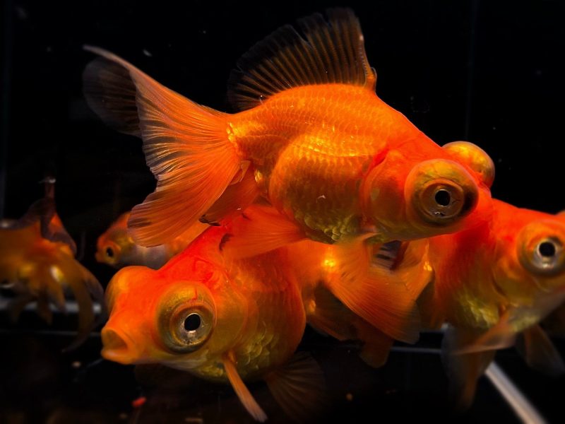 red butterfly tail goldfish 3 879512