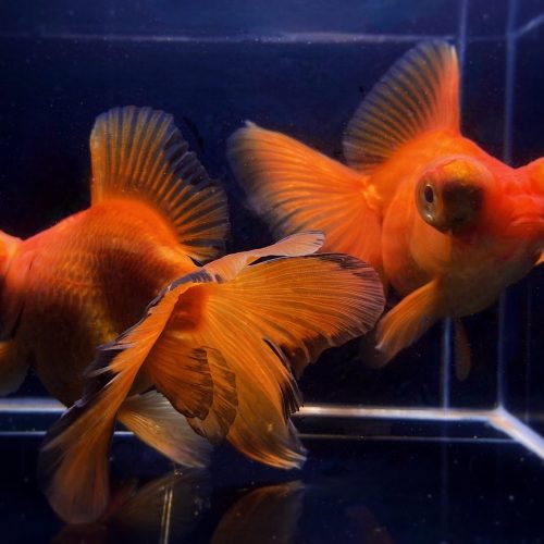 red butterfly tail goldfish 4 45 343202