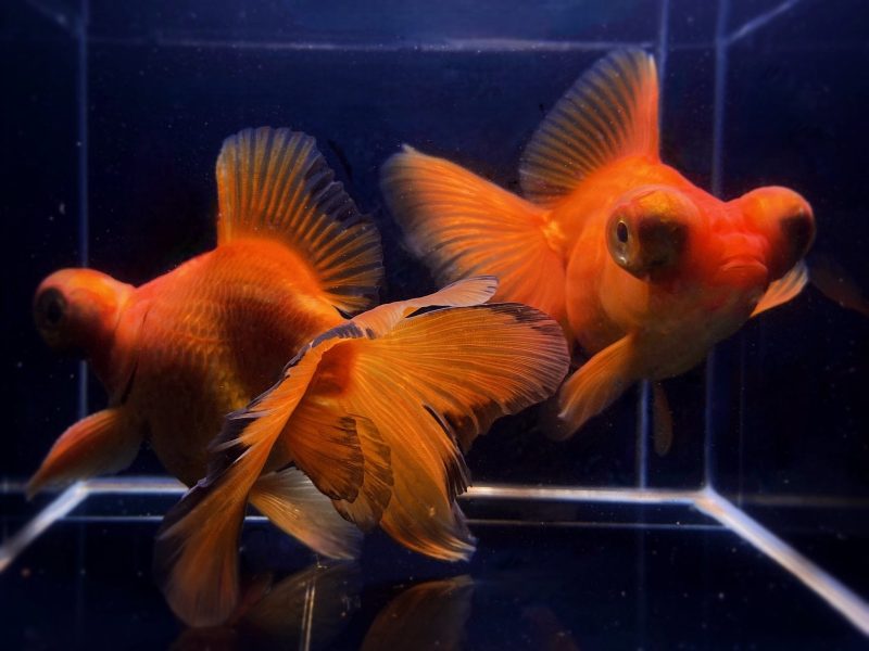 red butterfly tail goldfish 4 45 343202