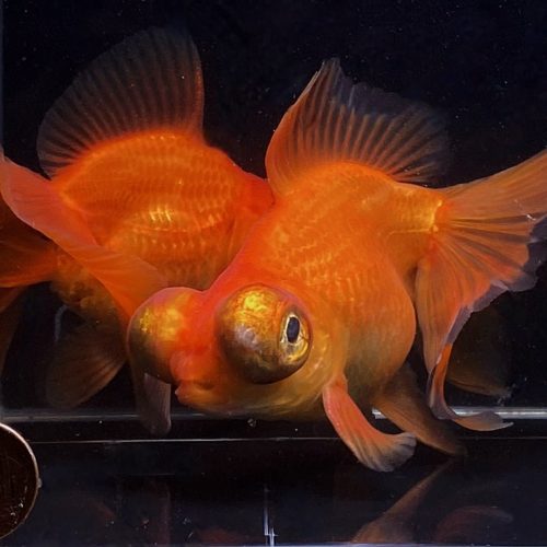 red butterfly tail goldfish 4 45 669485