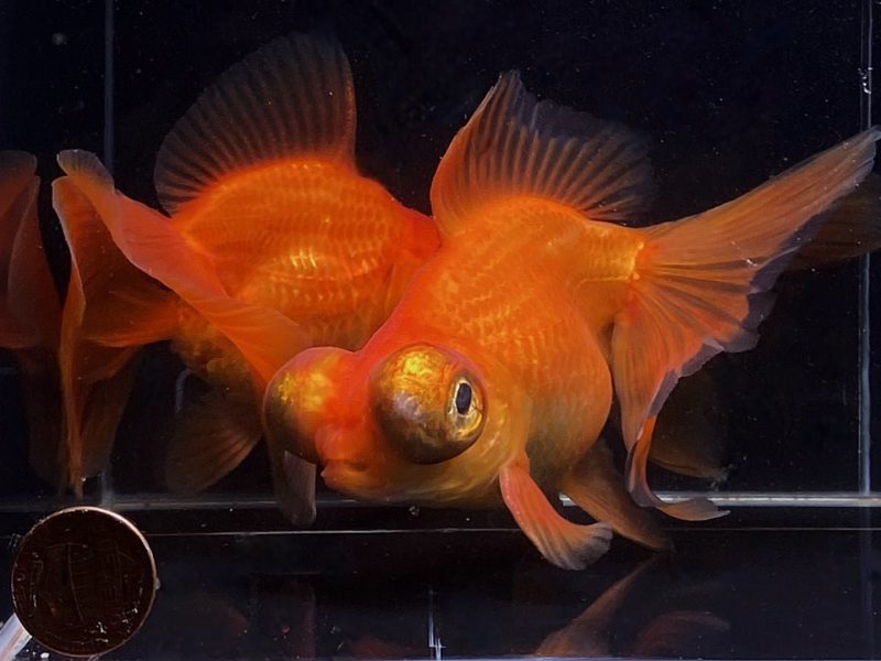 red butterfly tail goldfish 4 45 669485