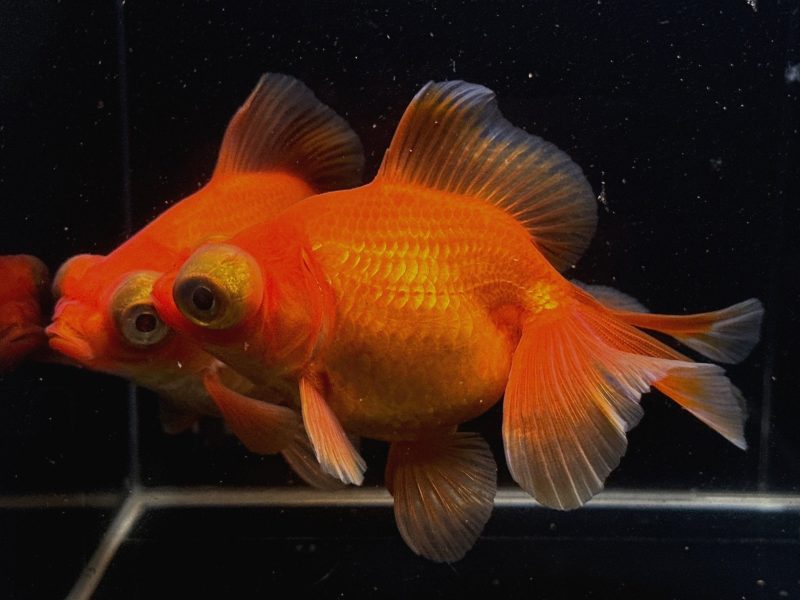 red butterfly tail goldfish 4 45 705407