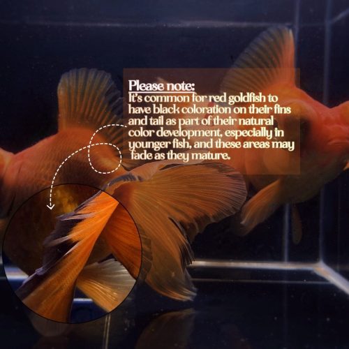 red butterfly tail goldfish 4 45 936956