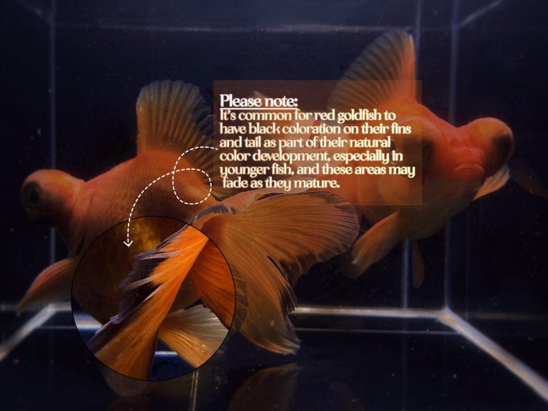 red butterfly tail goldfish 4 45 936956