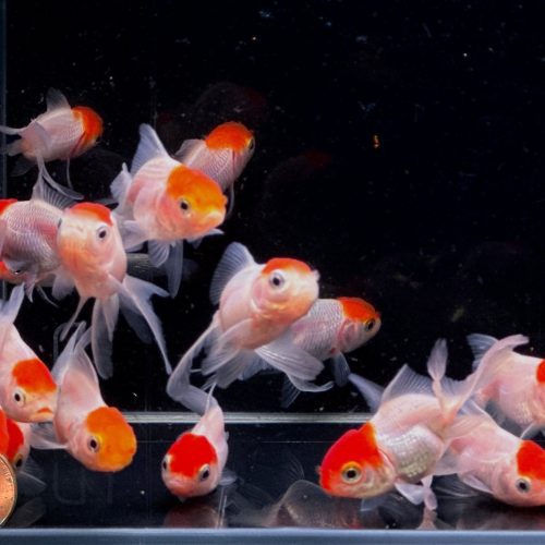 red cap oranda goldfish 2 25 139395