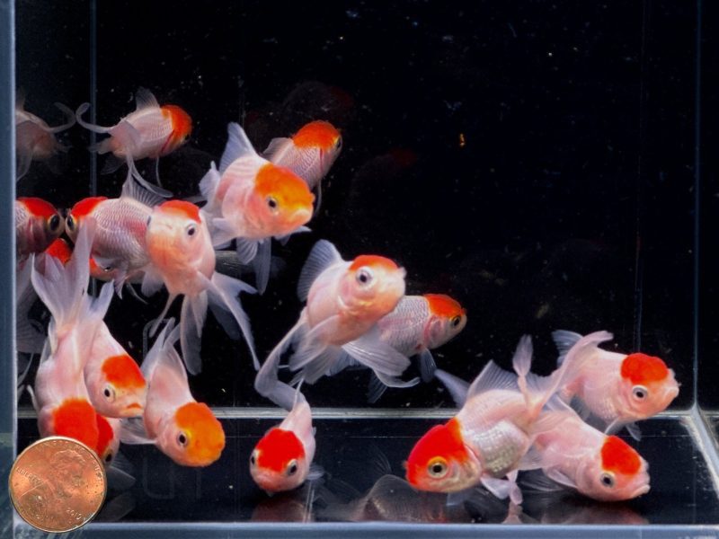 red cap oranda goldfish 2 25 139395