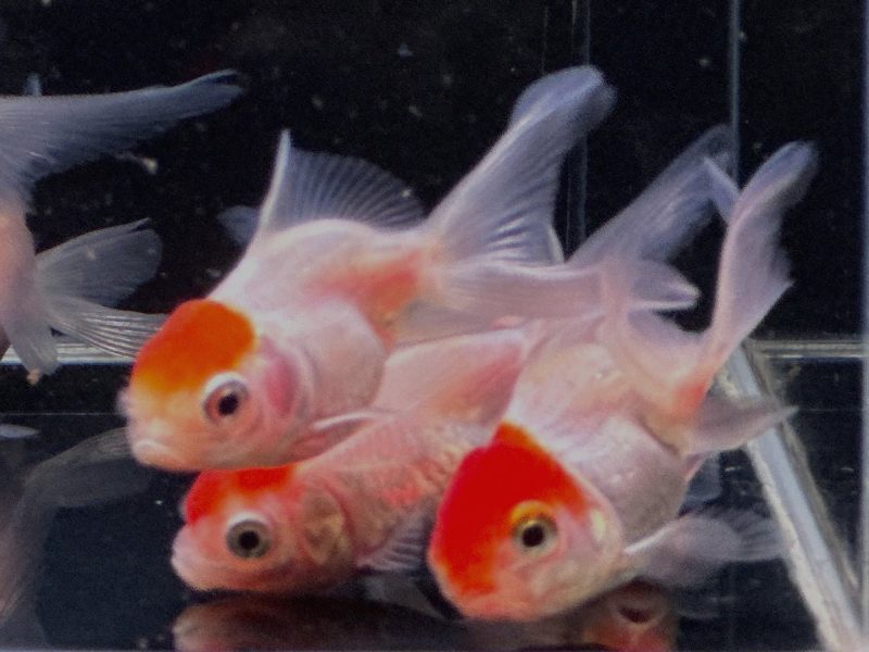 red cap oranda goldfish 2 25 404157