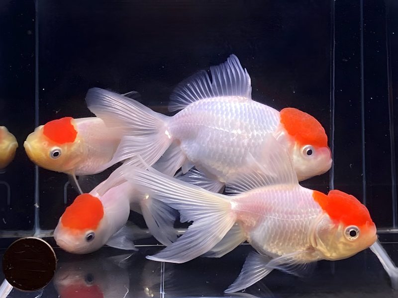 red cap oranda goldfish 375 639091