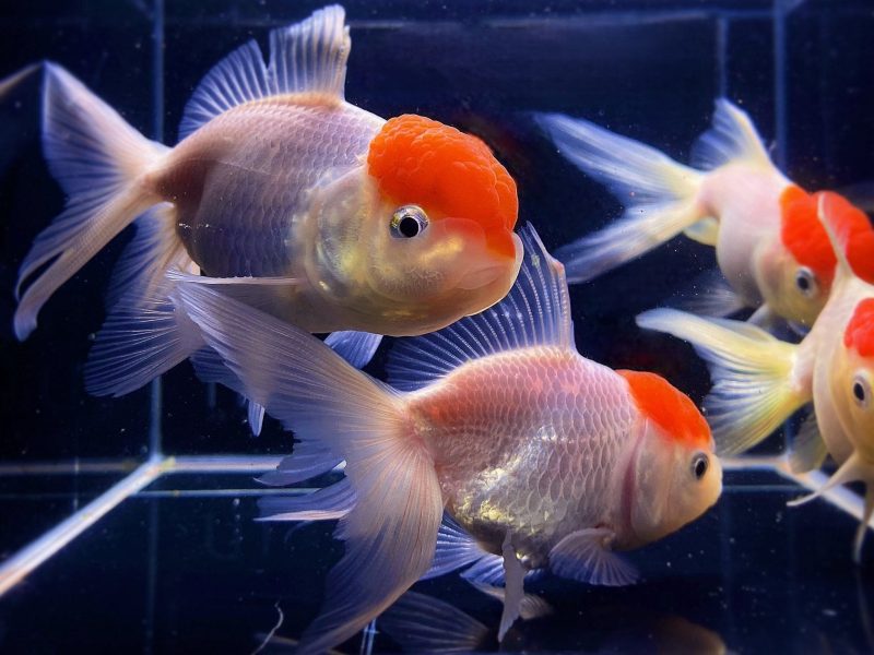 red cap oranda goldfish 375 833280