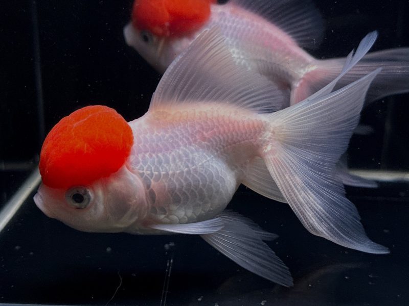 red cap oranda goldfish 4 45 525975