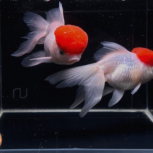 red cap oranda goldfish 4 45 624668