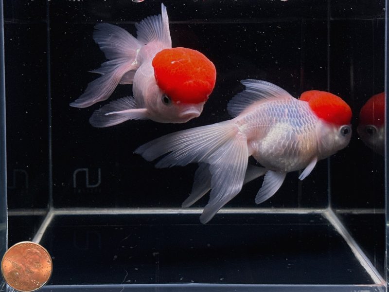 red cap oranda goldfish 4 45 624668