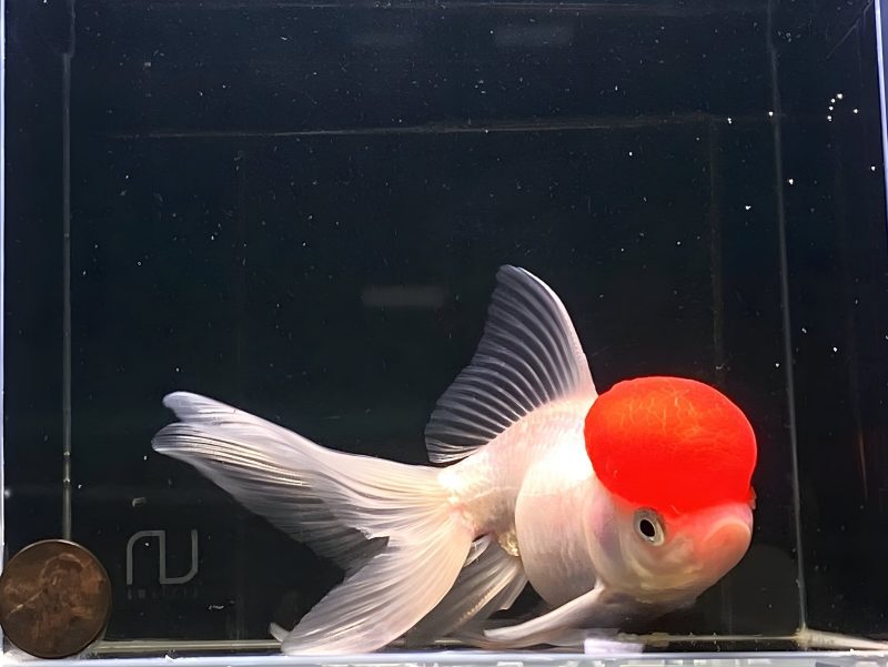 red cap oranda goldfish 5 571978