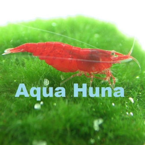 red cherry shrimp grade a 287707