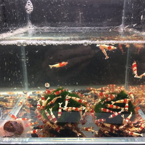 red crystal shrimp grade s 499496