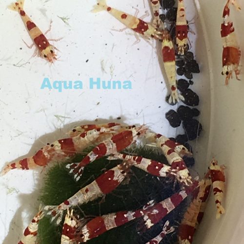 red crystal shrimp grade s 809642