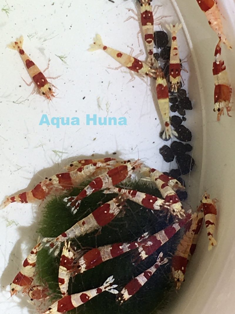 red crystal shrimp grade s 809642