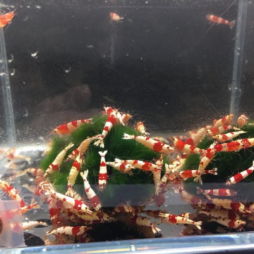 red crystal shrimp grade s 994047