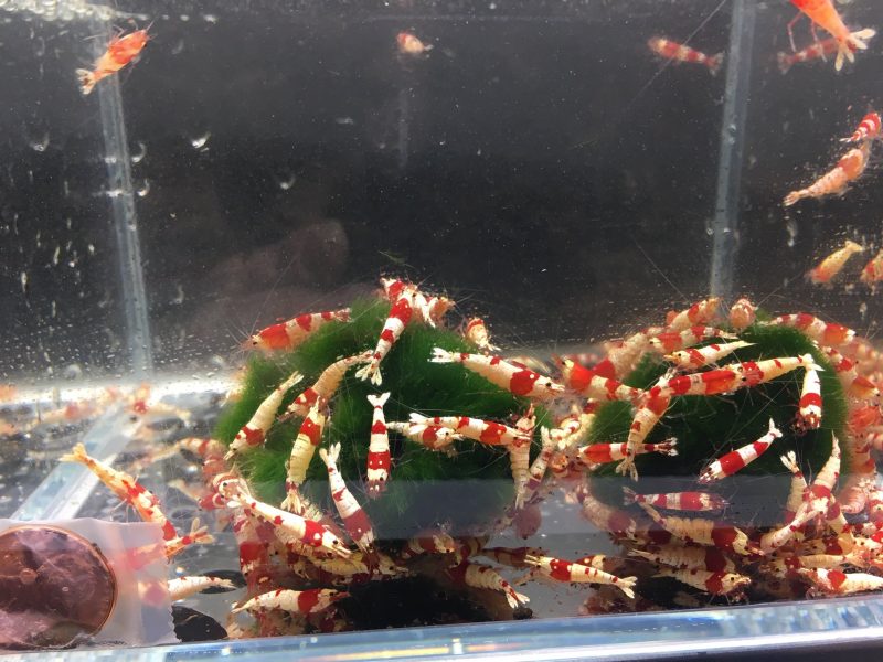 red crystal shrimp grade s 994047