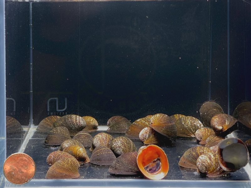 red lip nerite snail 470424