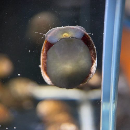 red lip nerite snail 478984