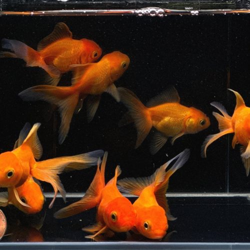 red oranda goldfish 2 25 397117