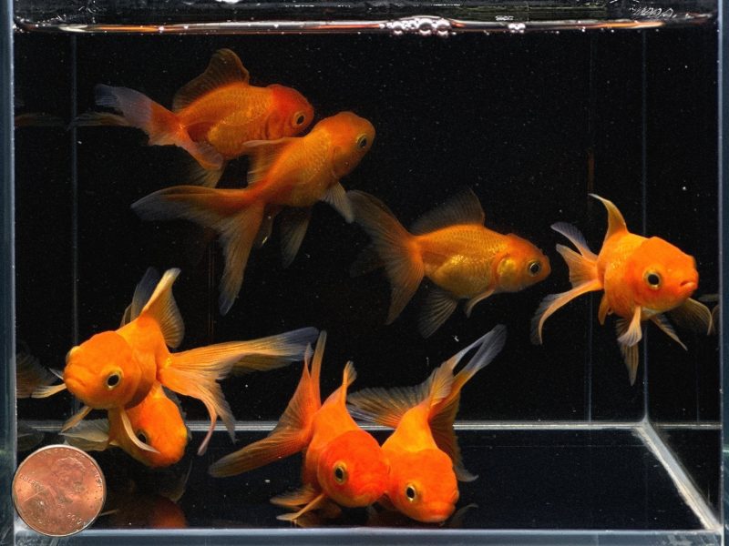 red oranda goldfish 2 25 397117